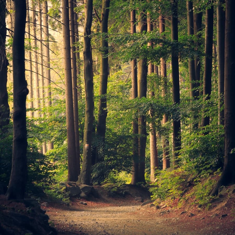 Soft sunlight through a quiet forest