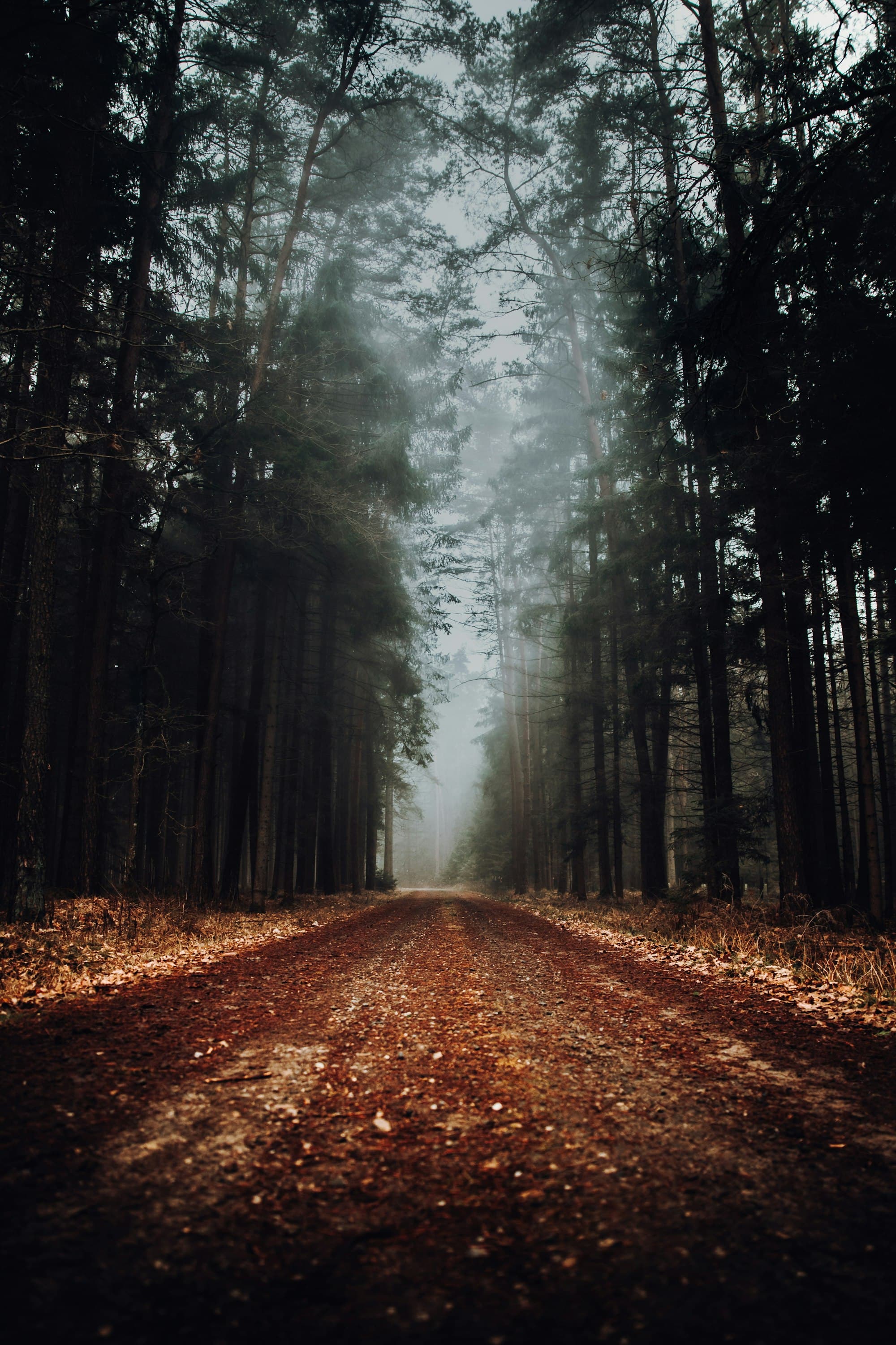 Misty central-Ohio forest path lined with autumn trees